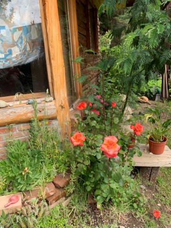 Golondrinas -Provincia de Chubut - Sur Argentino
